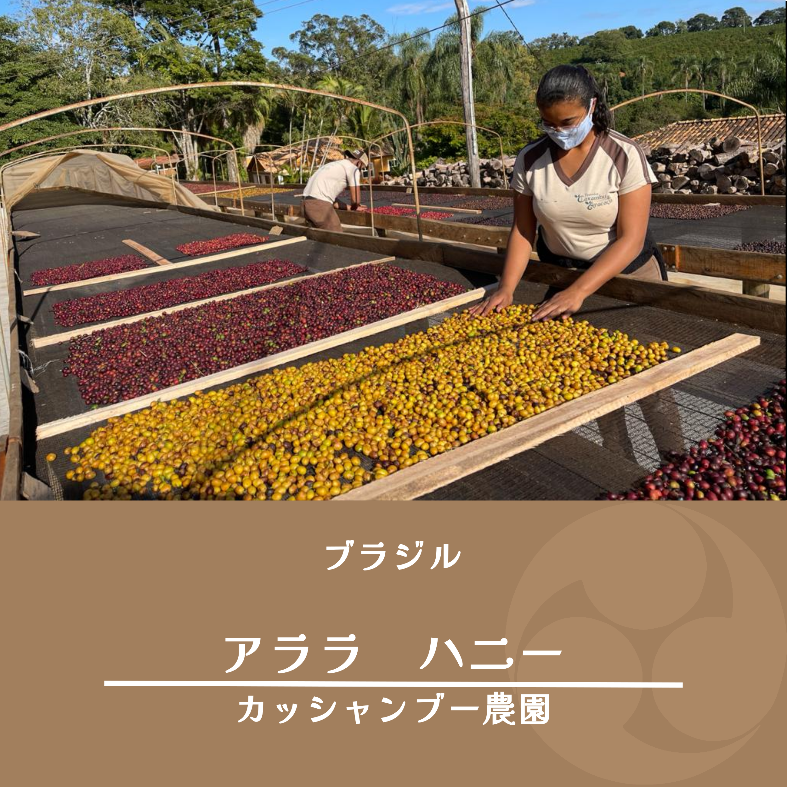 初出品！ブラジルグアバ　赤(大実) 芭樂 バンシル　1本 1b7a20f1ec6a85b6fc3733a7f3926d