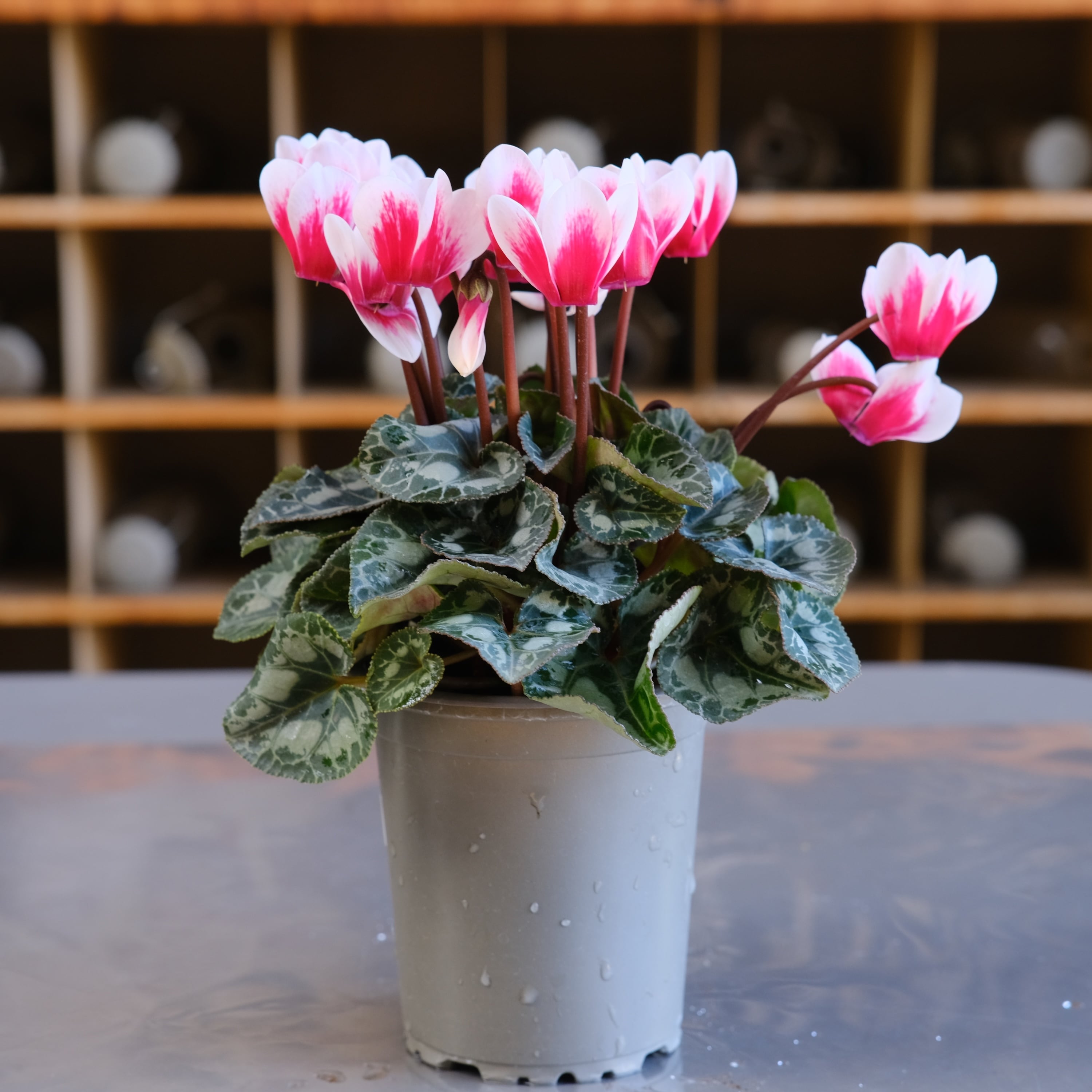 ガーデンシクラメン《 シャインレッド 》軽井沢育ち 3号鉢 | グリーン