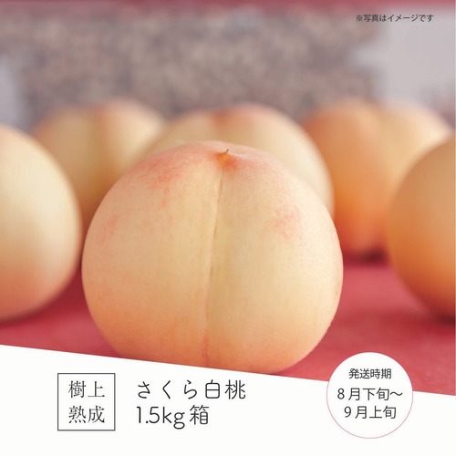 さくら白桃 1.5kg箱（5～6玉）