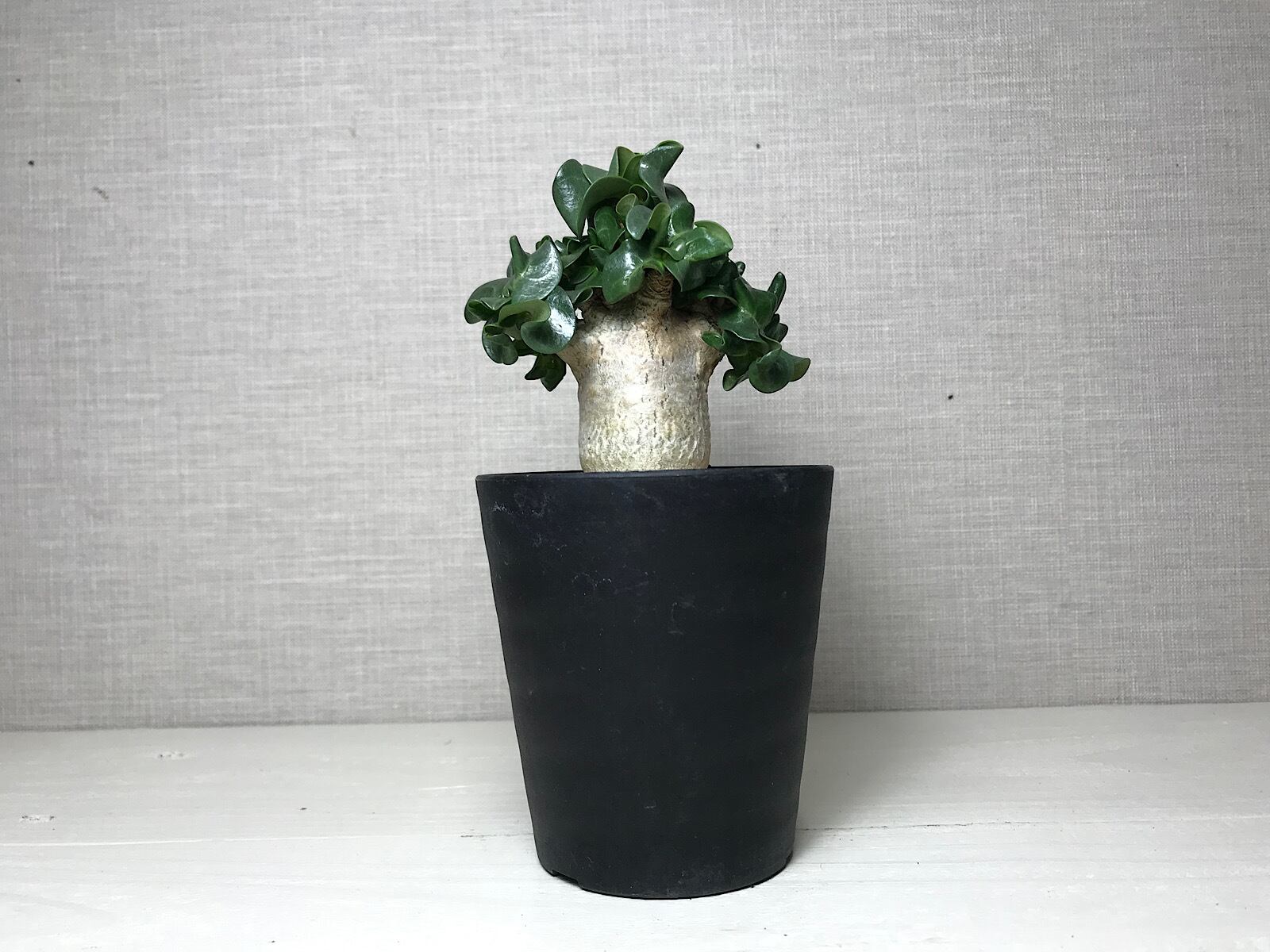 アデニウム ドーセットホーン エンペラー