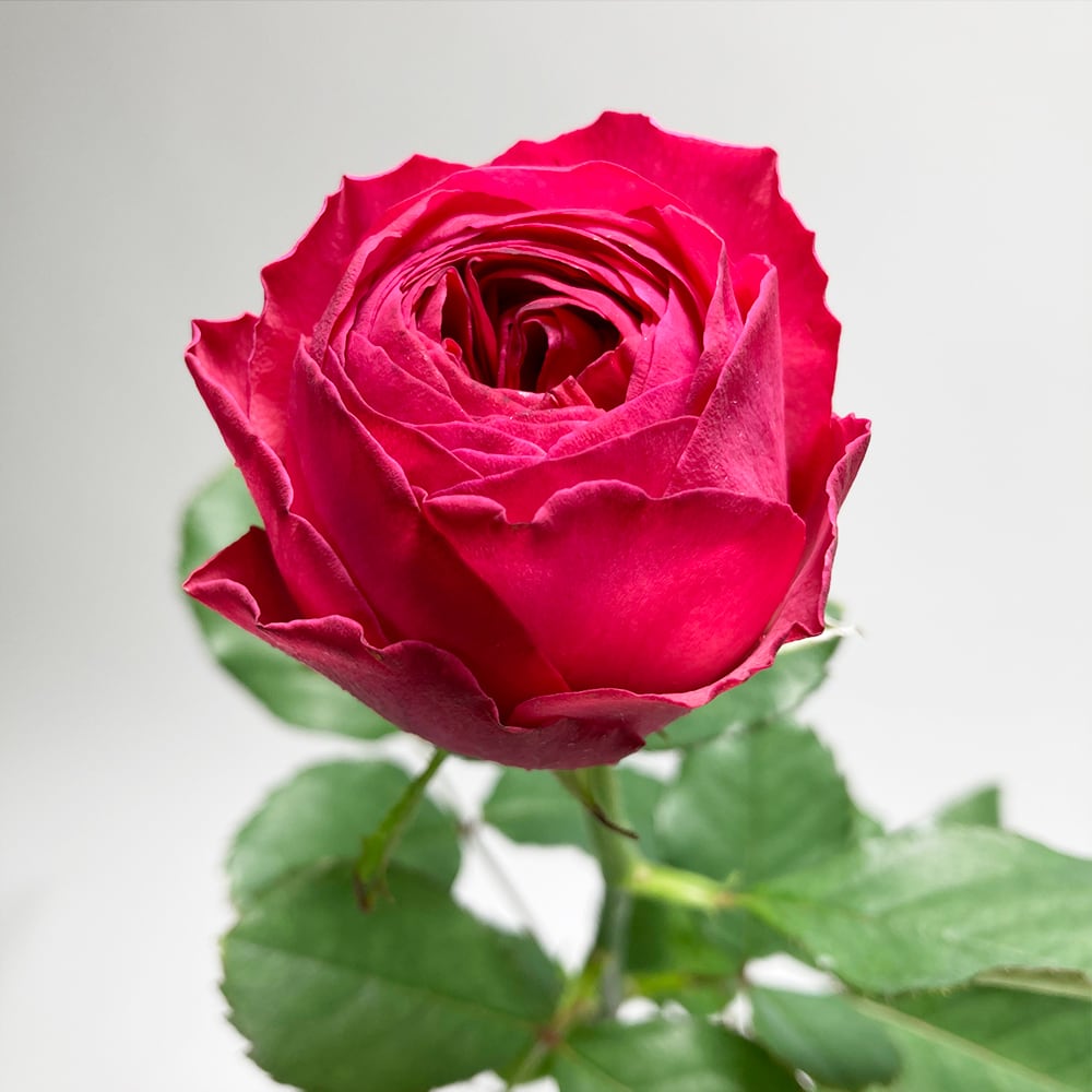 Rose カーマインクラシック 10本 Jaひまわり バラ部会 よいはな Yoihana 最高品質のお花をお届けするネット通販