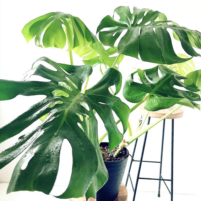 モンステラ ボリュームあり 大葉 観葉植物 calm cafe