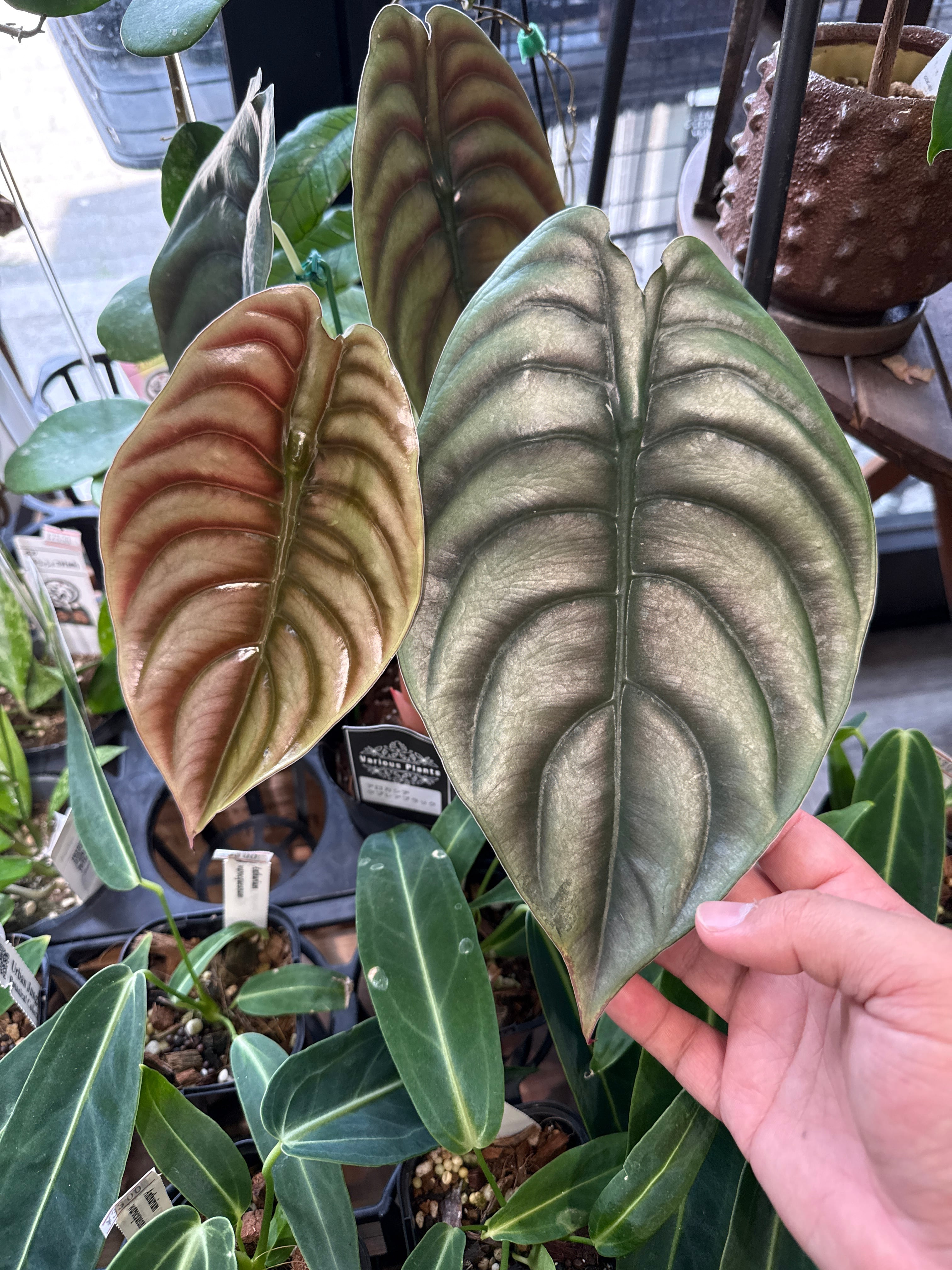 アロカシア ヘテロフィラ 'metallic blue' | Gardenえん 【観葉熱帯植物】