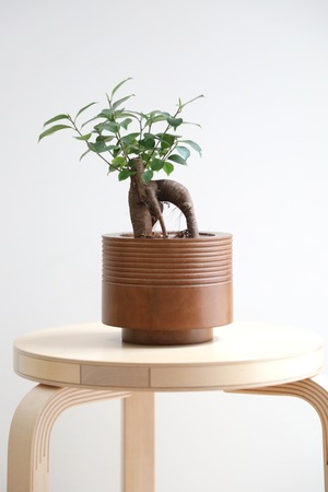 【M】ガジュマル/Ficus microcarpa