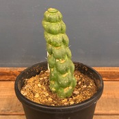 【クリアランス】サボテン ユーリキニア カスタネア スピラリス【907】【再撮影】