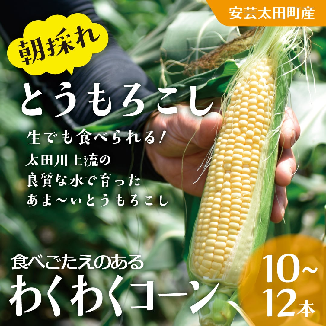 送料半額】朝採れとうもろこし10本～12本（わくわくコーン