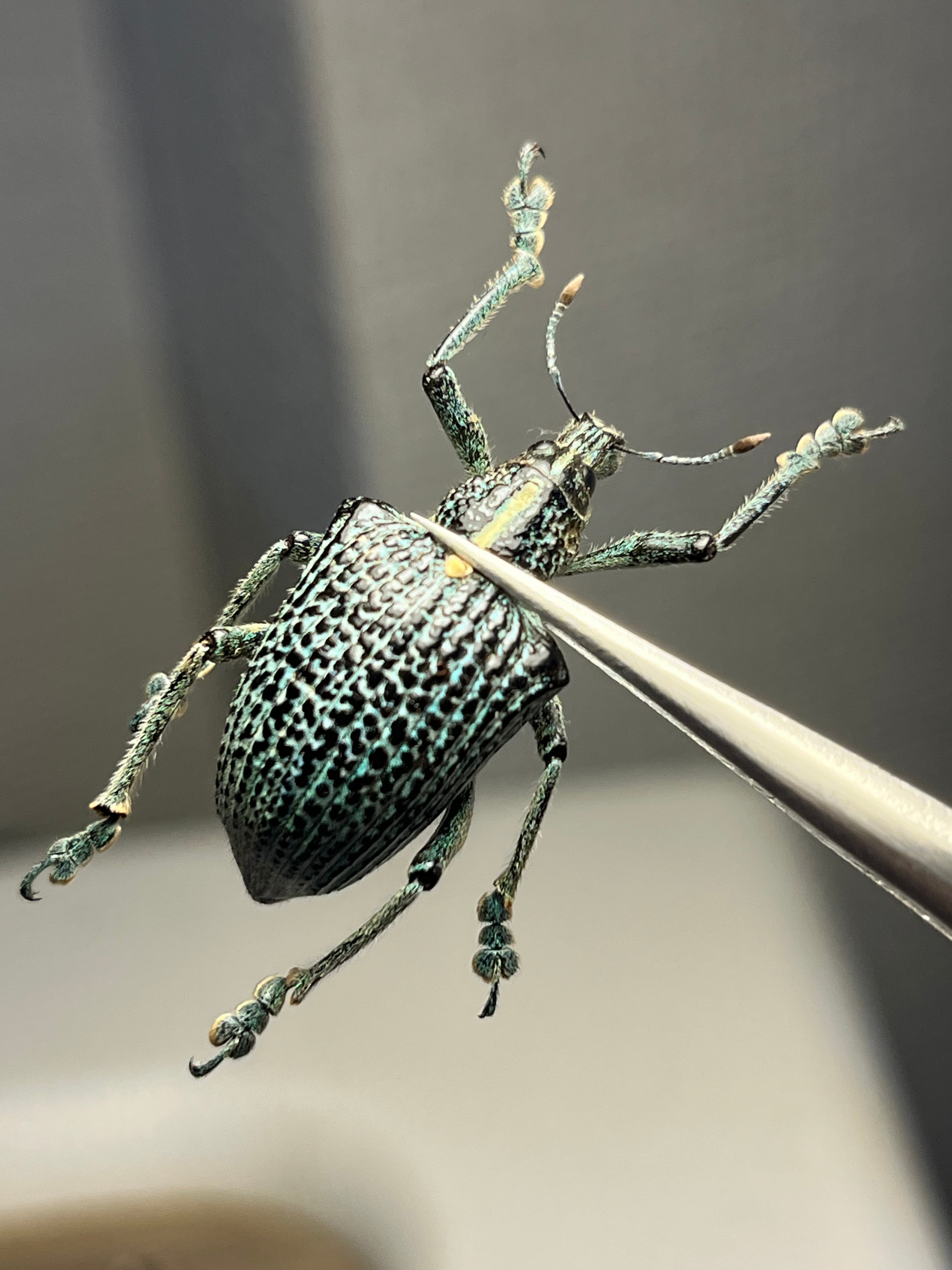 【25mm】トライバルな模様が美しいニケリーホウセキゾウムシ 標本カミキリ甲虫 7mm】メルヘンチックな美麗ゾウムシの一種 標本カミキリ昆虫ゼリー標本