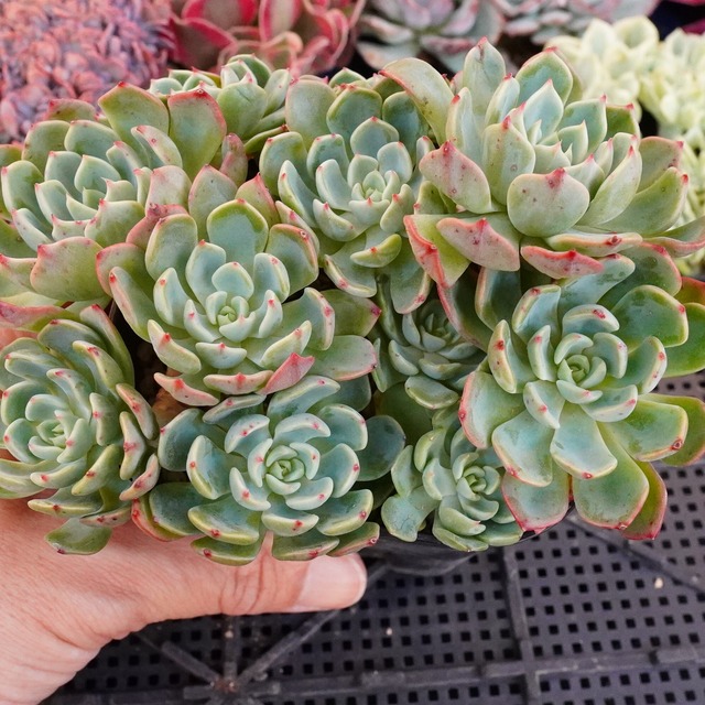 七福美尼群生 B232