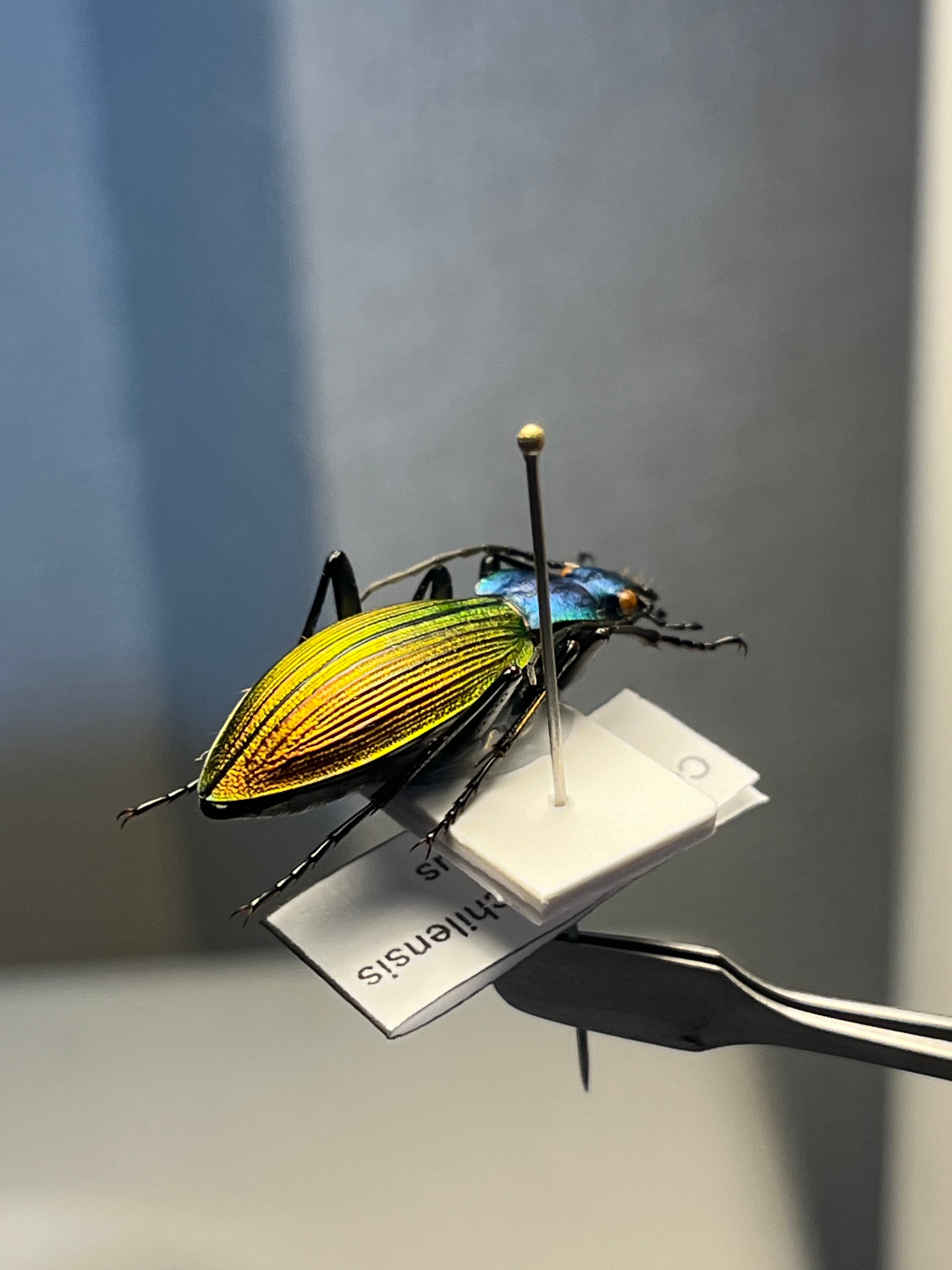 極美個体】チリオサムシ標本 Ceroglossus chilensis gloriosus チレン