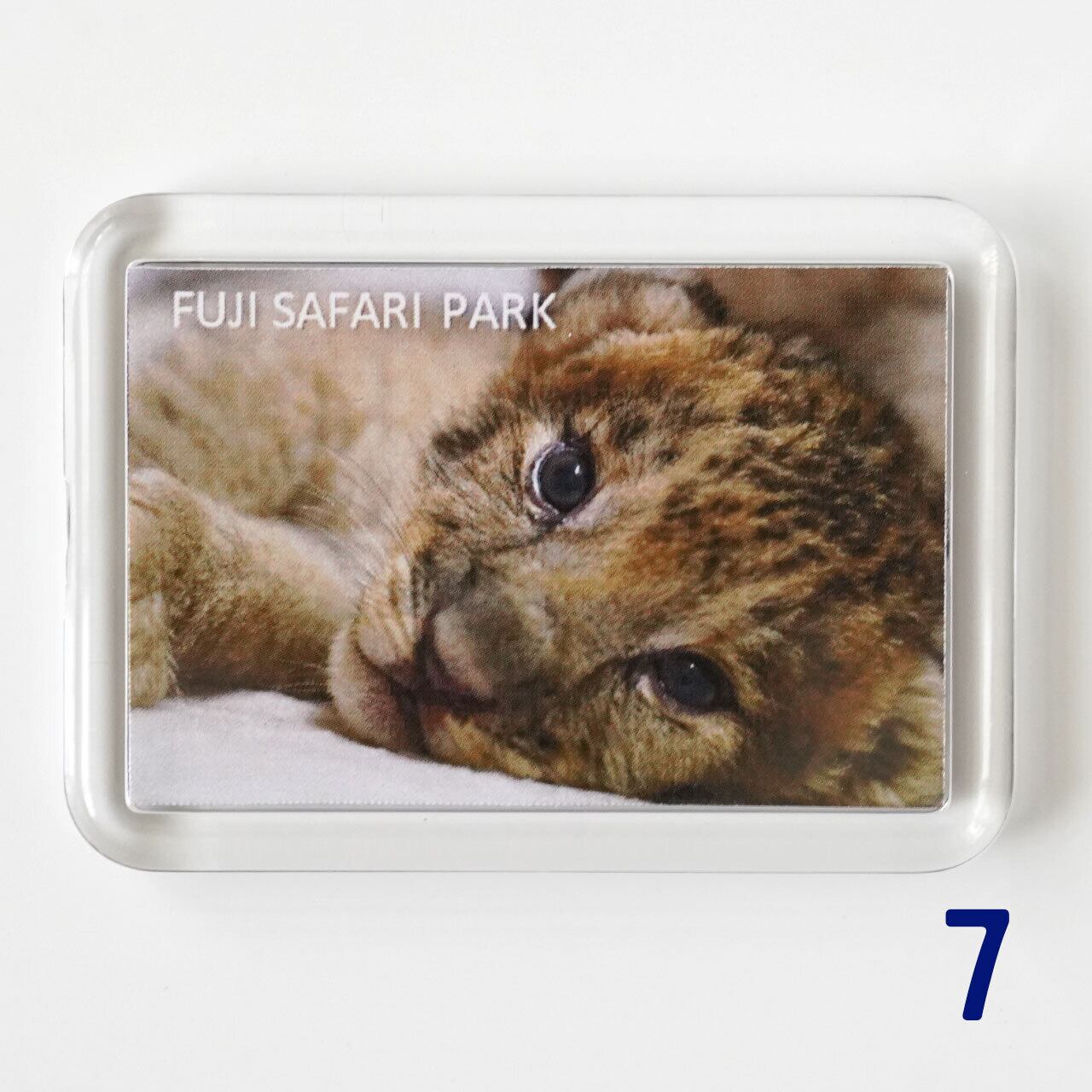 マグネット 赤ちゃんライオン7種 | 富士サファリパーク