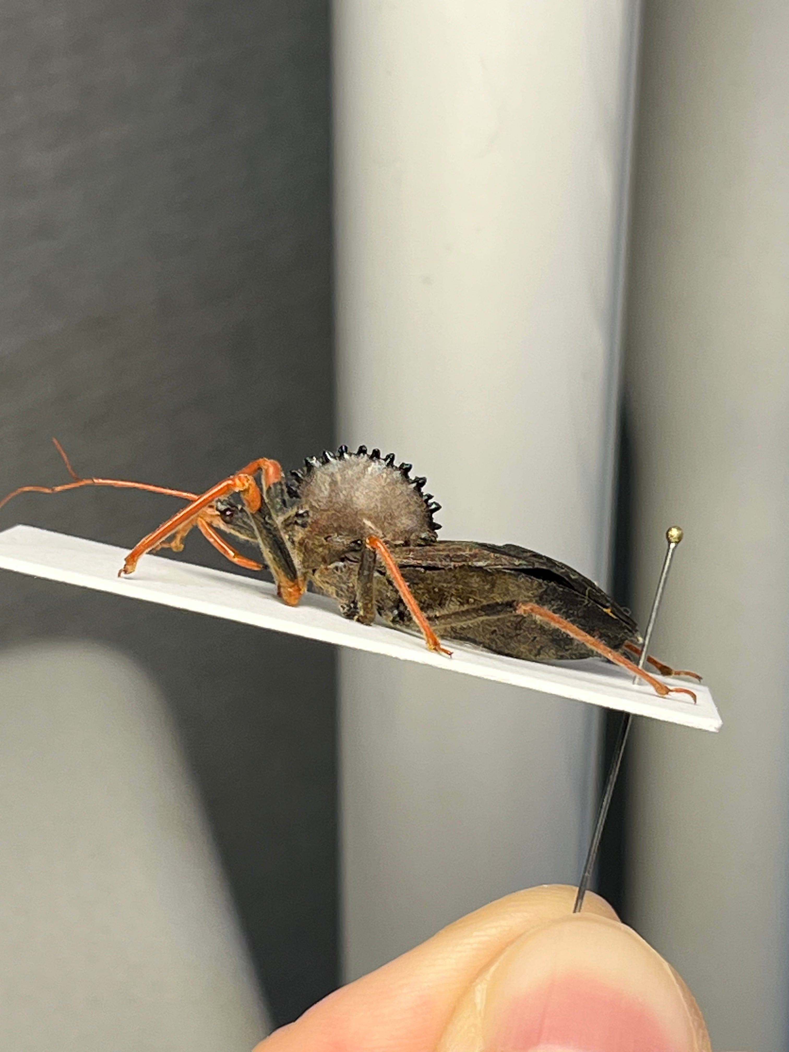 北米最大】背中に丸鋸が埋め込まれたアサシンバグ サシガメの一種 標本