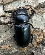 【WD】《ドルクスヤクシャ チベット産 35mm ♂♀♀トリオ》