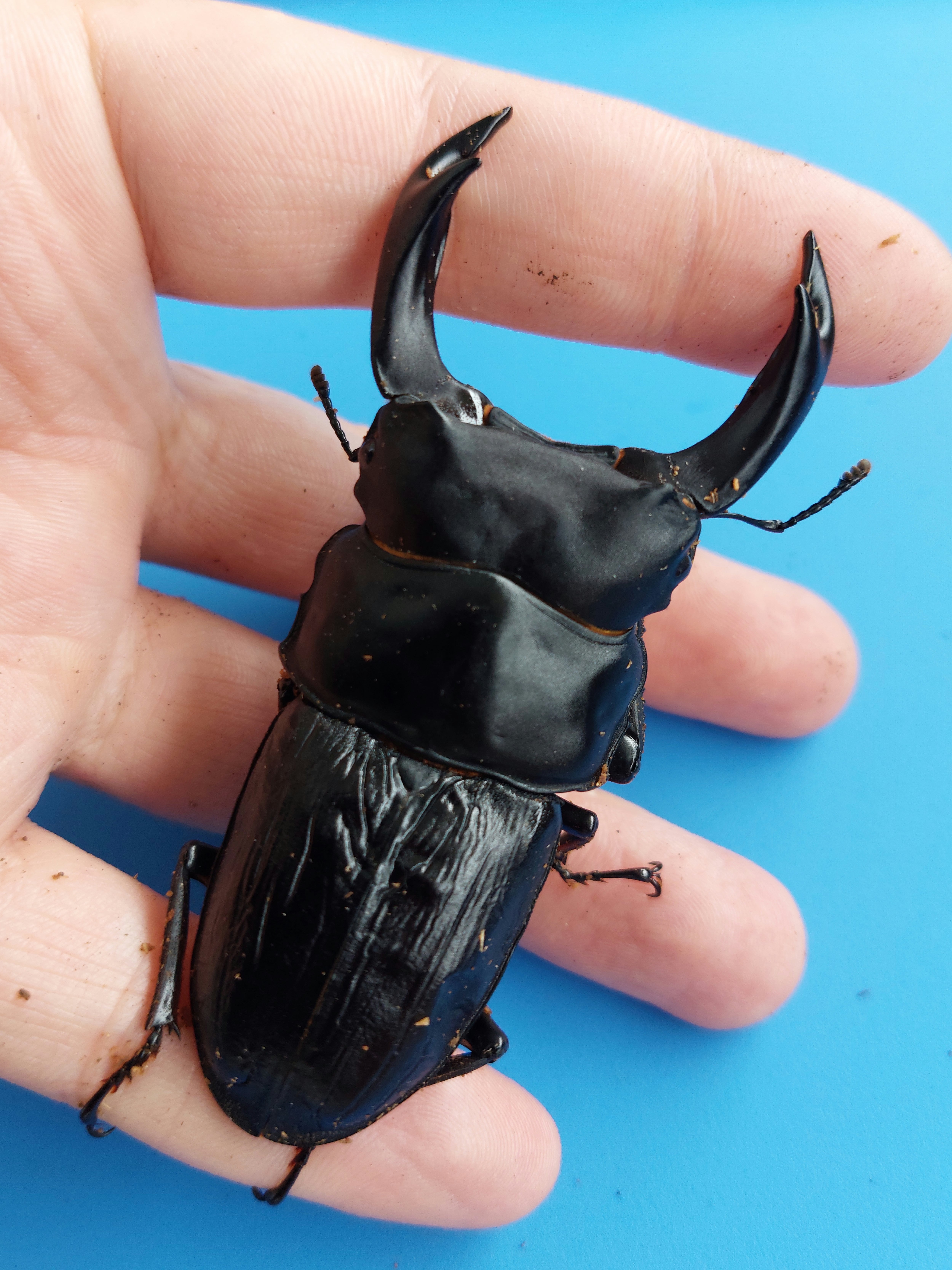 国産オオクワガタ マツノインセクト 久留米 種親クラスセット③ ♂83.0