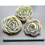 カット苗 ブルーサプライズ錦 Echeveria 'Blue Surprise Variegated'