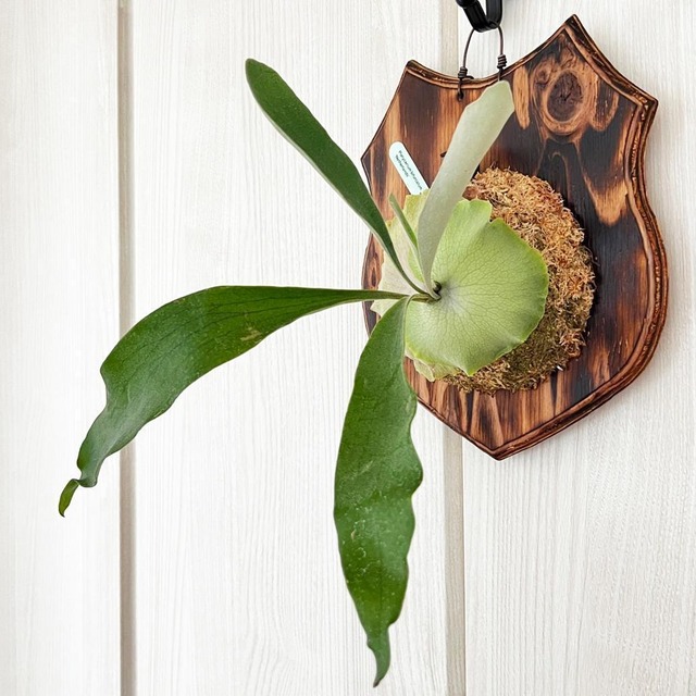 ビカクシダ ネザーランド 板付 【観葉植物 室内 コウモリラン】