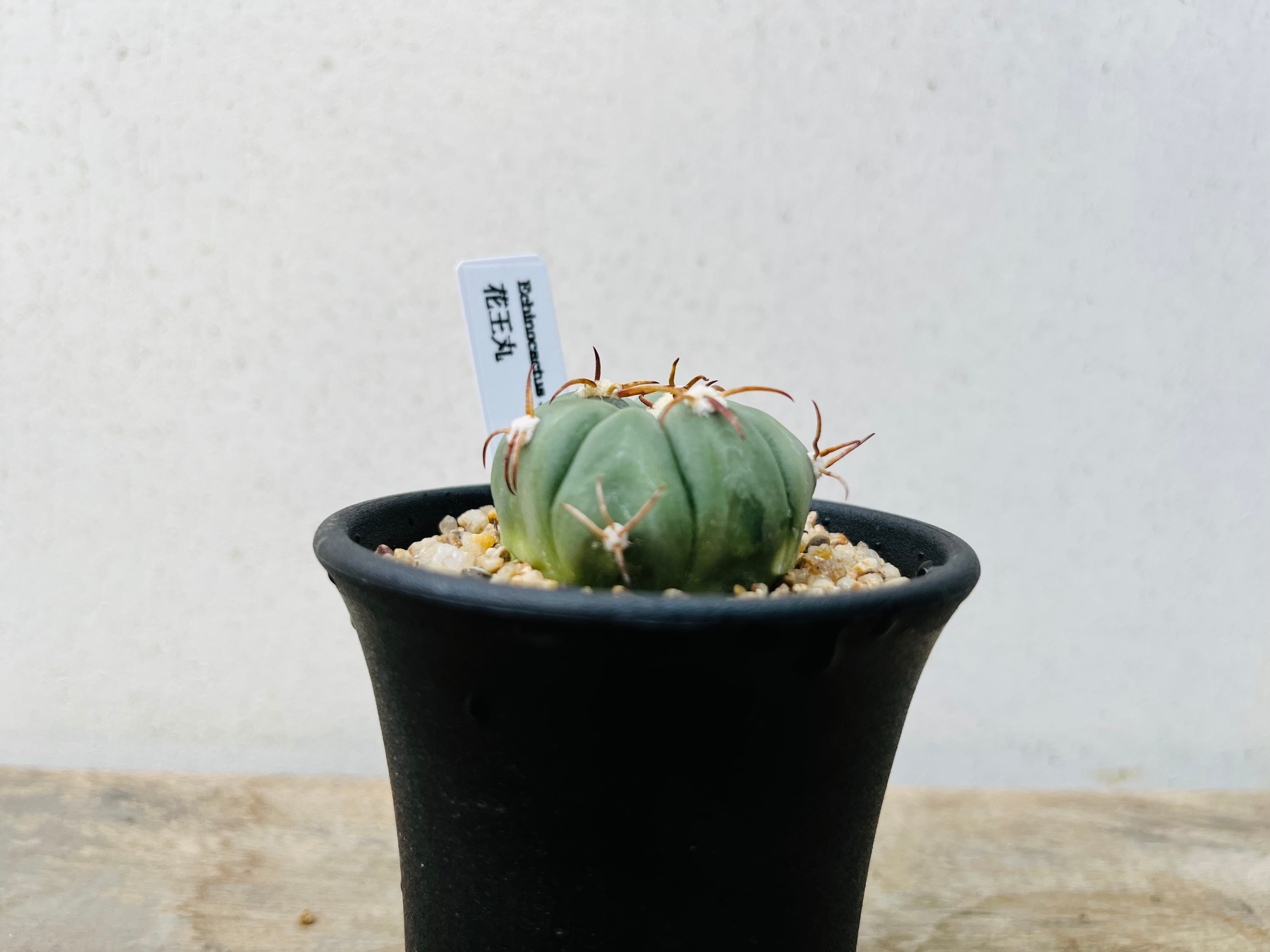 Echinocactus horizonthalonius エキノカクタス 花王丸 サボテン Echinocactus horizonthalonius エキノカクタス 花王丸 サボテン