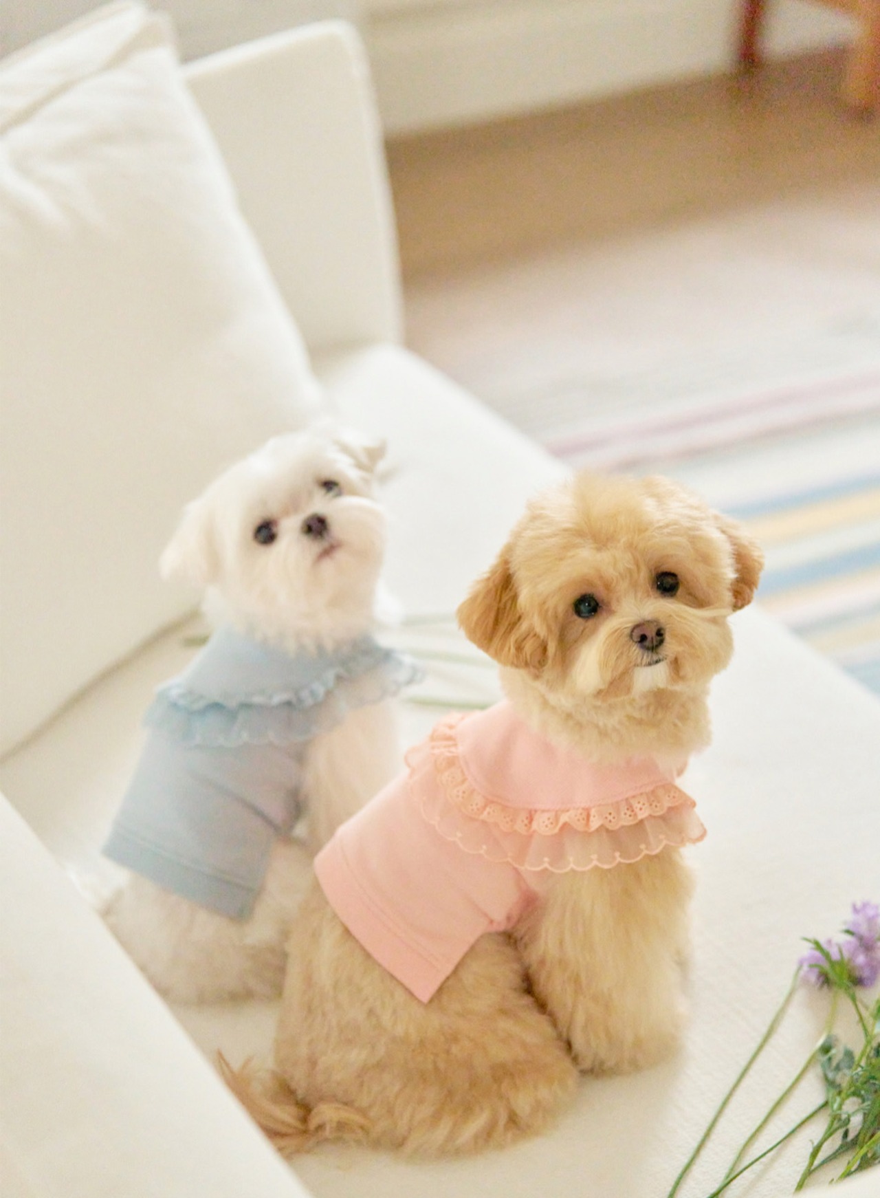 即納【MYLITTLEDOG】Blossom Sweatshirt (peach)