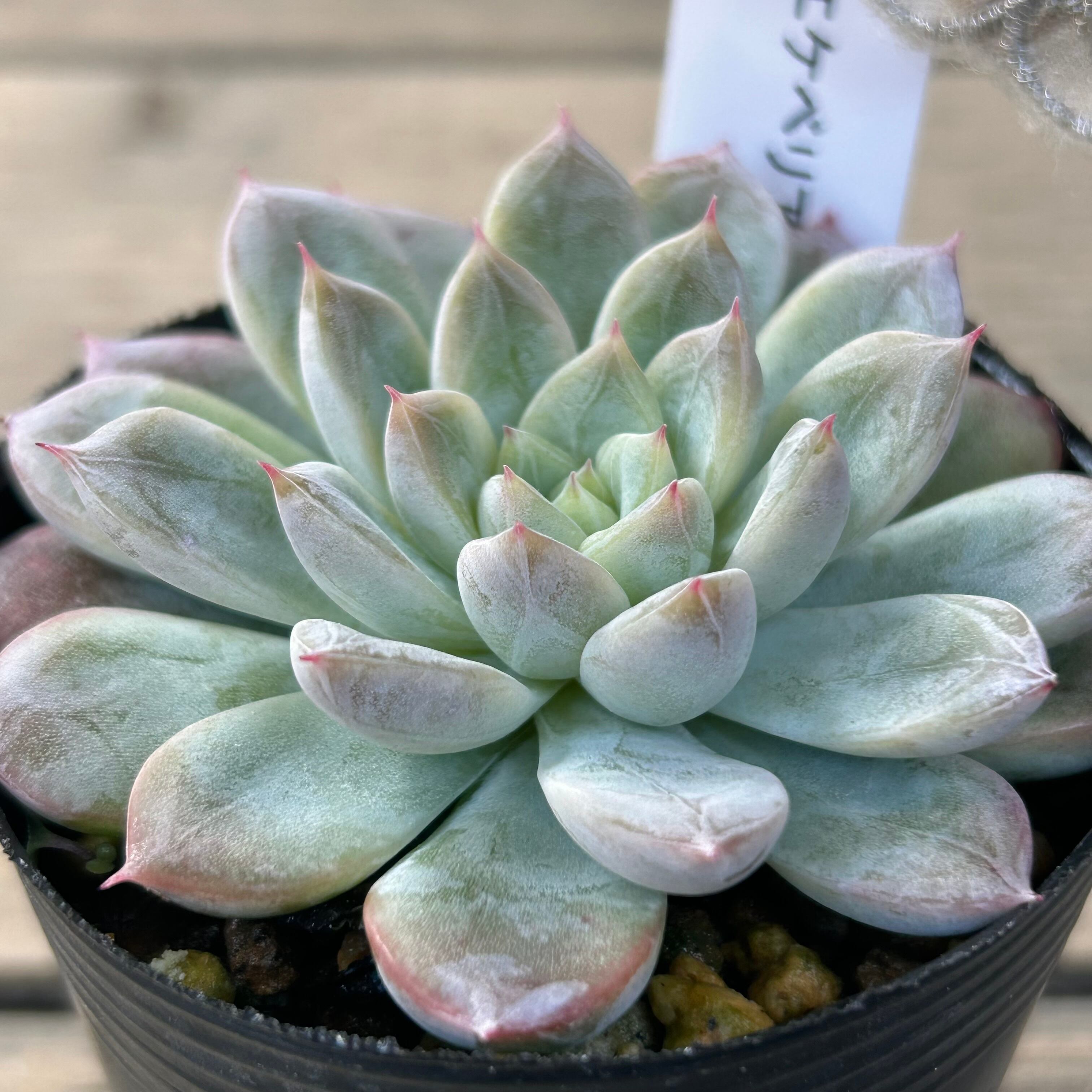 エルサ | RuPo 多肉植物専門店