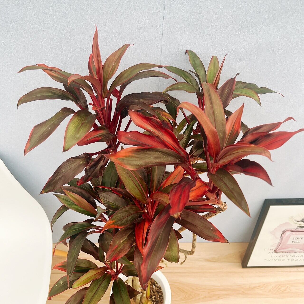 ［現品］ドラセナ　紅光　コルディリネ　8号　観葉植物　室内　大型　おしゃれ 1b87248f5e8871ca9510e78d29bf8c