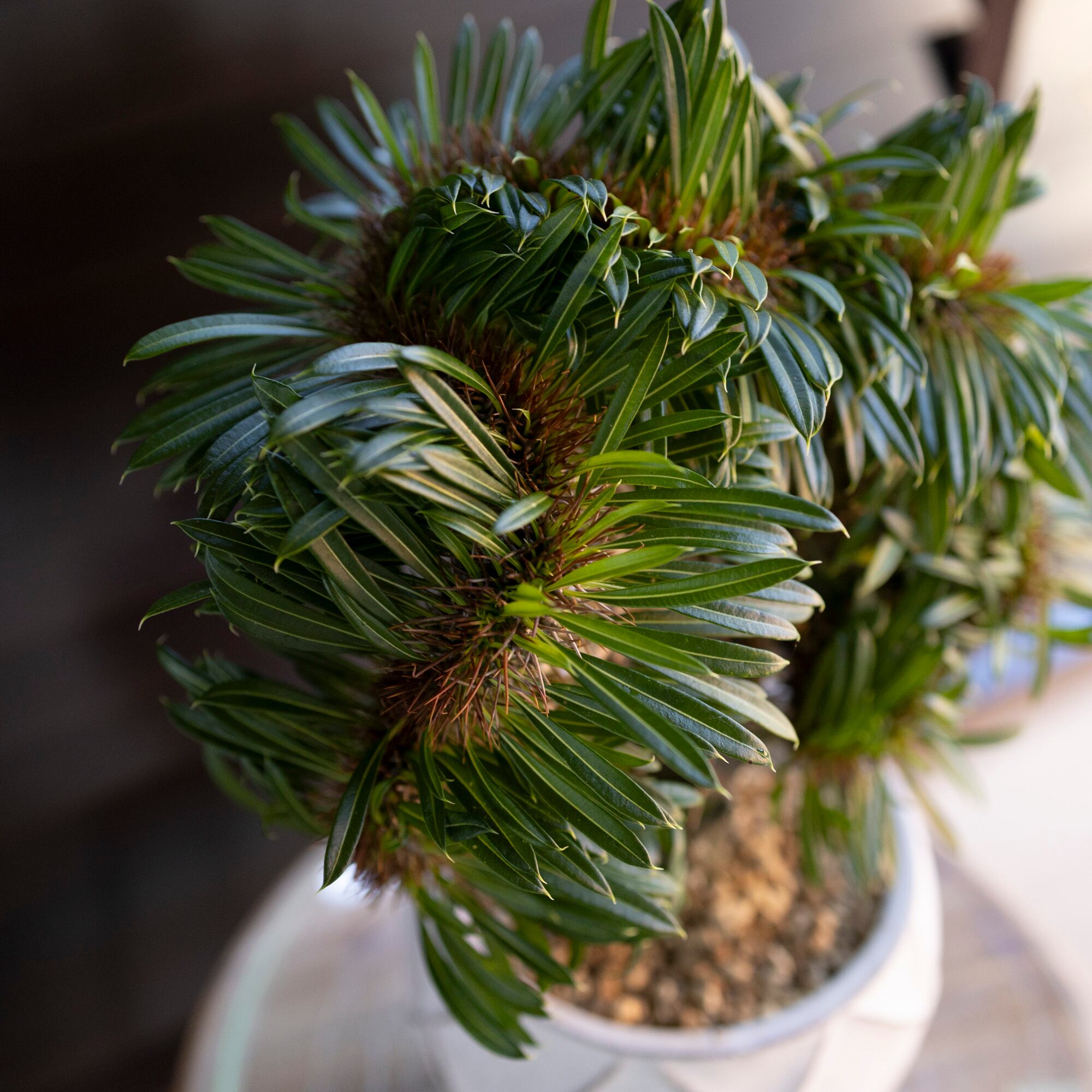 ラメリー 綴化 パキボディウム 接木 陶器鉢 コーデックス 塊根植物 ラメリー 綴化 パキボディウム 接木 4.5号陶器鉢 コーデックス