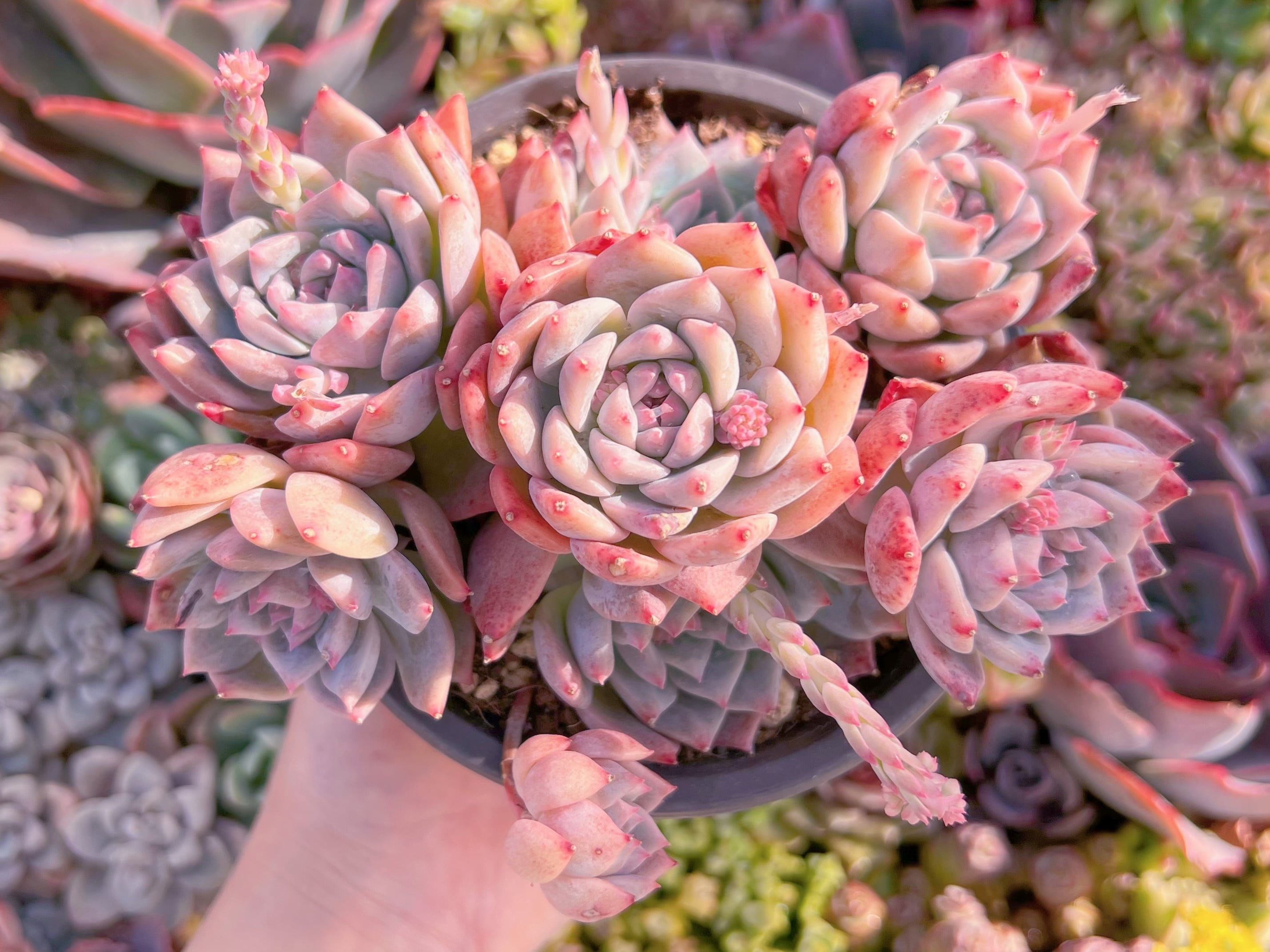 現品　桃霜#M100　るる農園