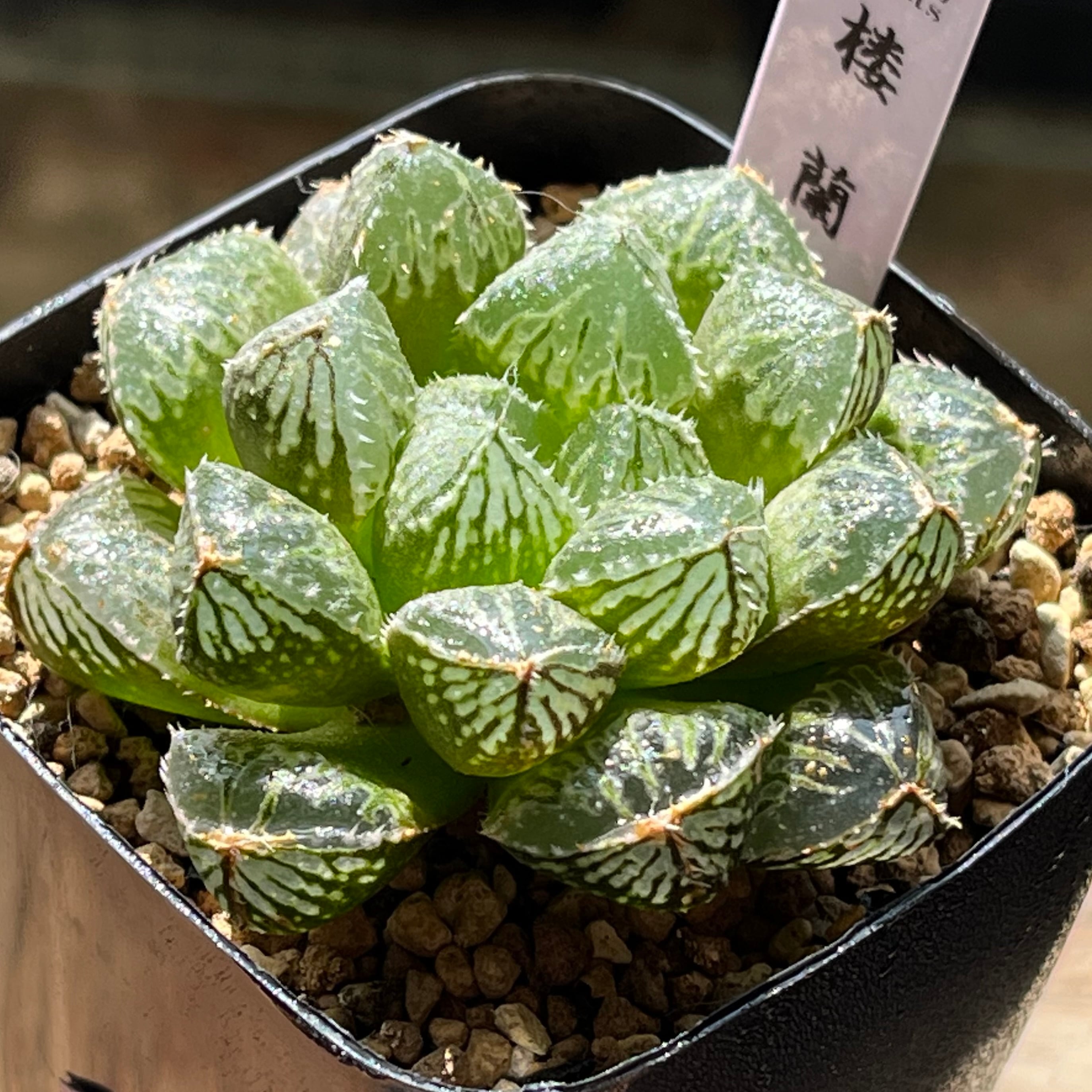 mocono_plants