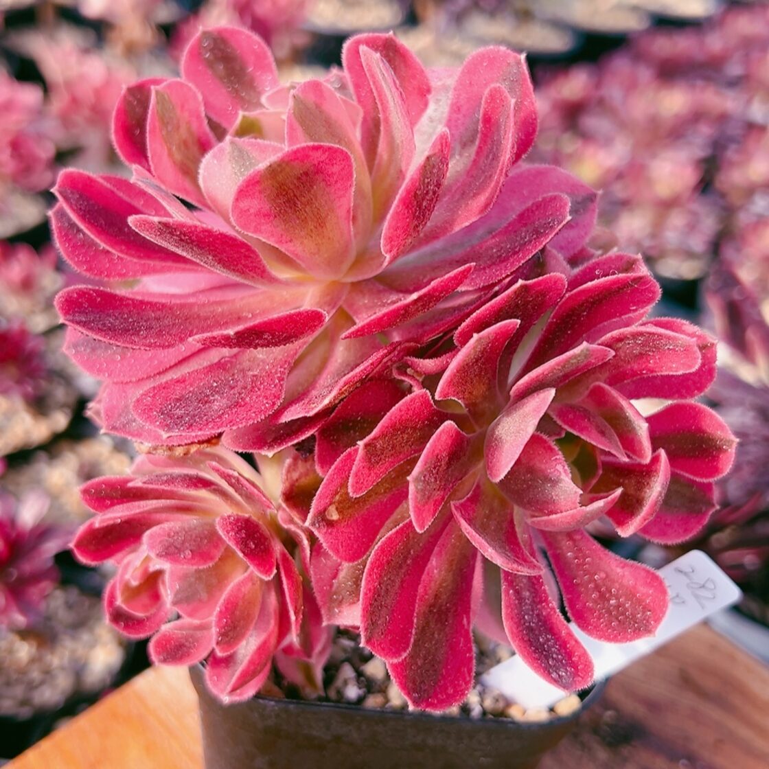 A149アエオニウム 多肉植物 ピンクウィッチ 抜き苗（多肉植物 大苗 太  