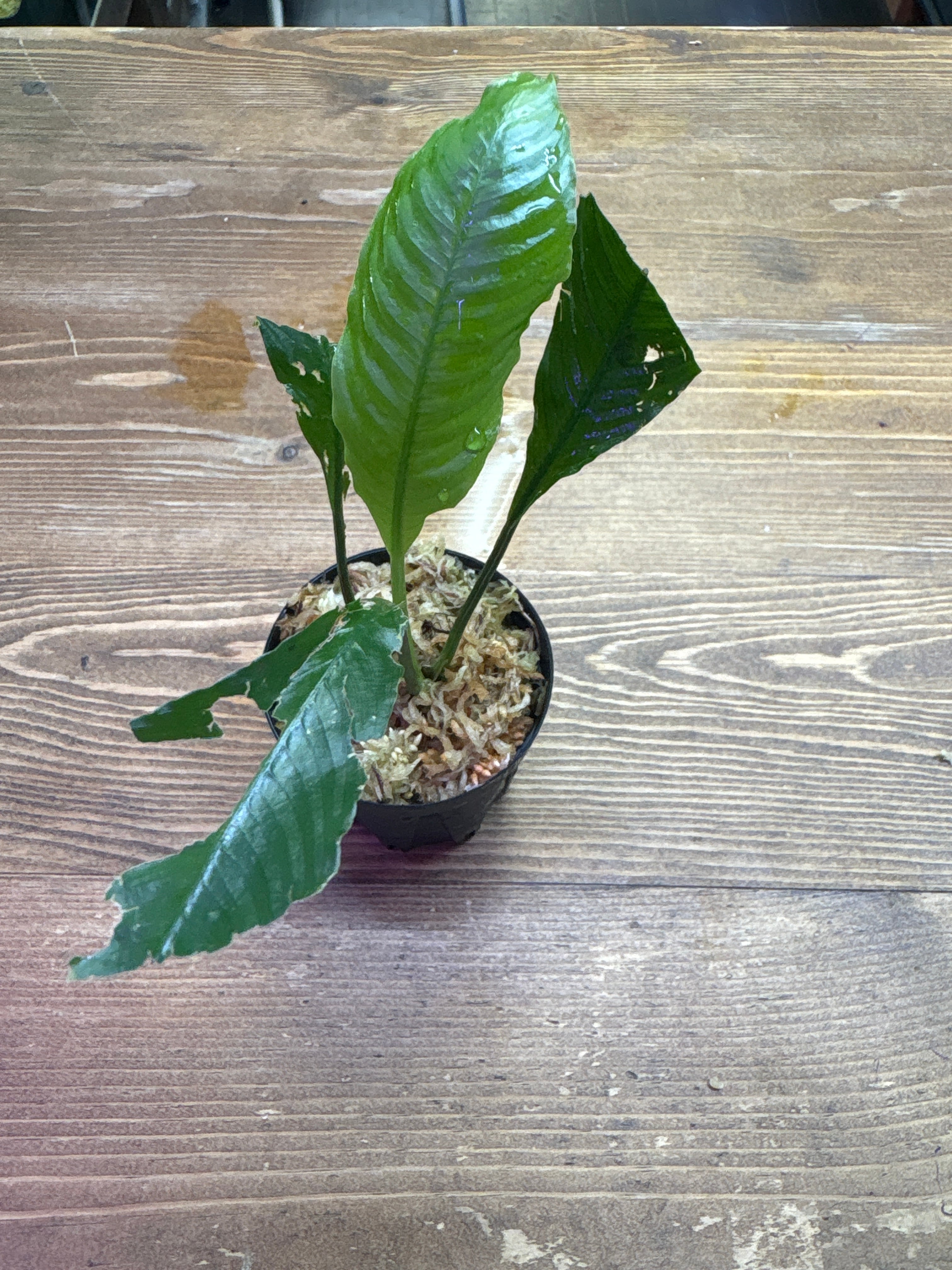 スキスマトグロッティス　Jade LA便 観葉植物 スキスマトグロッティス 【観葉植物 7号鉢／1個売り