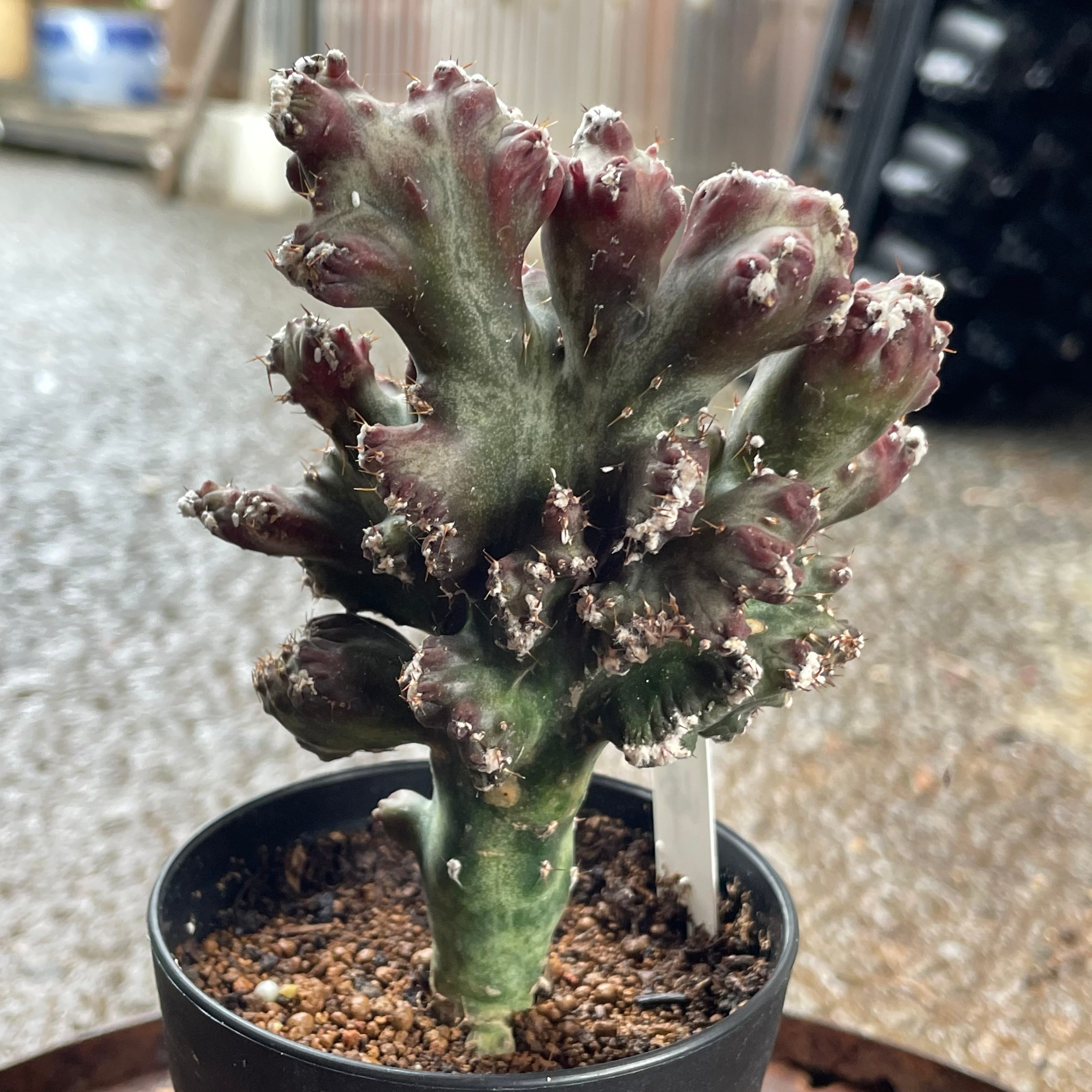 T)残雪の峰 | RuPo 多肉植物専門店