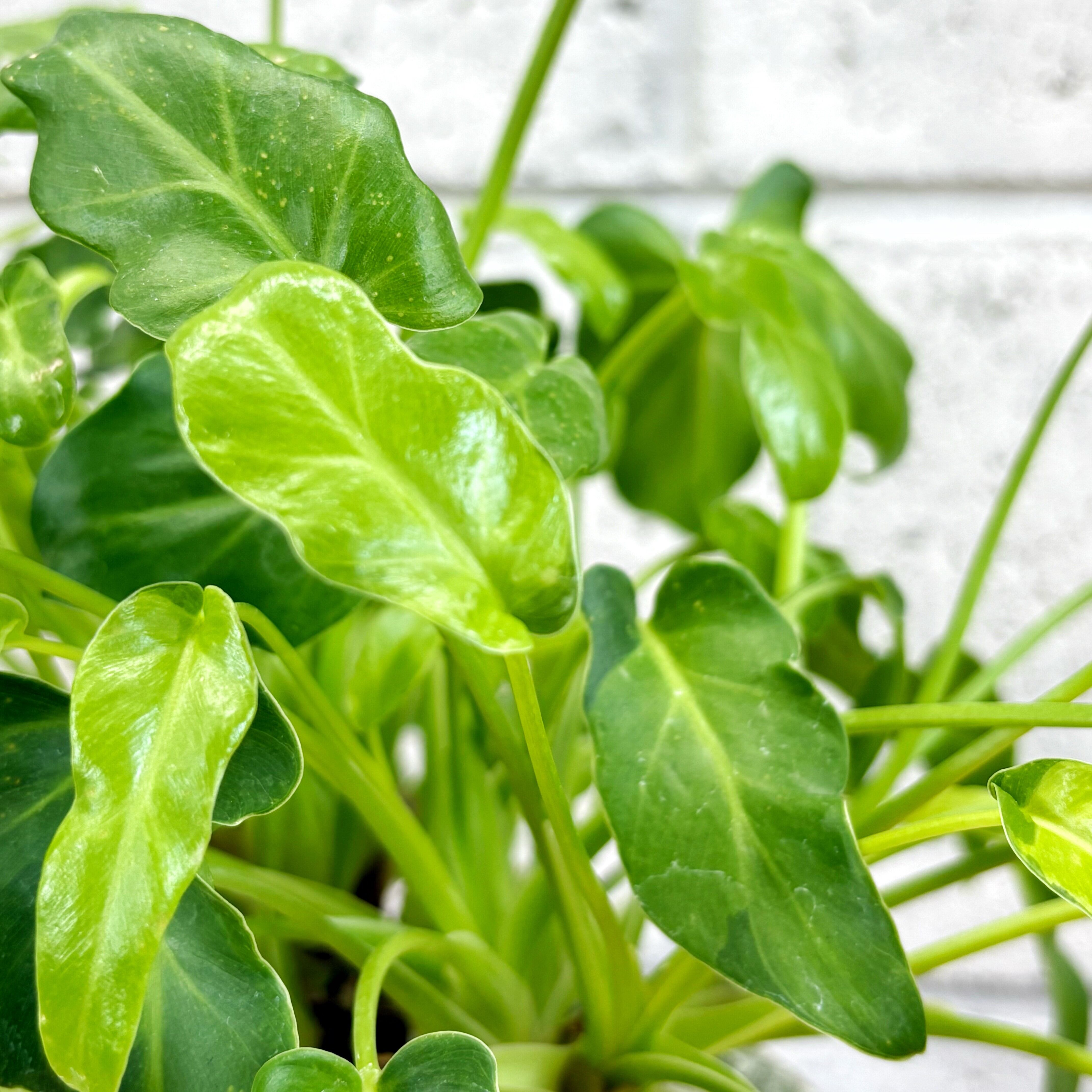 観葉植物】フィロデンドロン クッカバラ ライム バリエガータ 斑入り 5