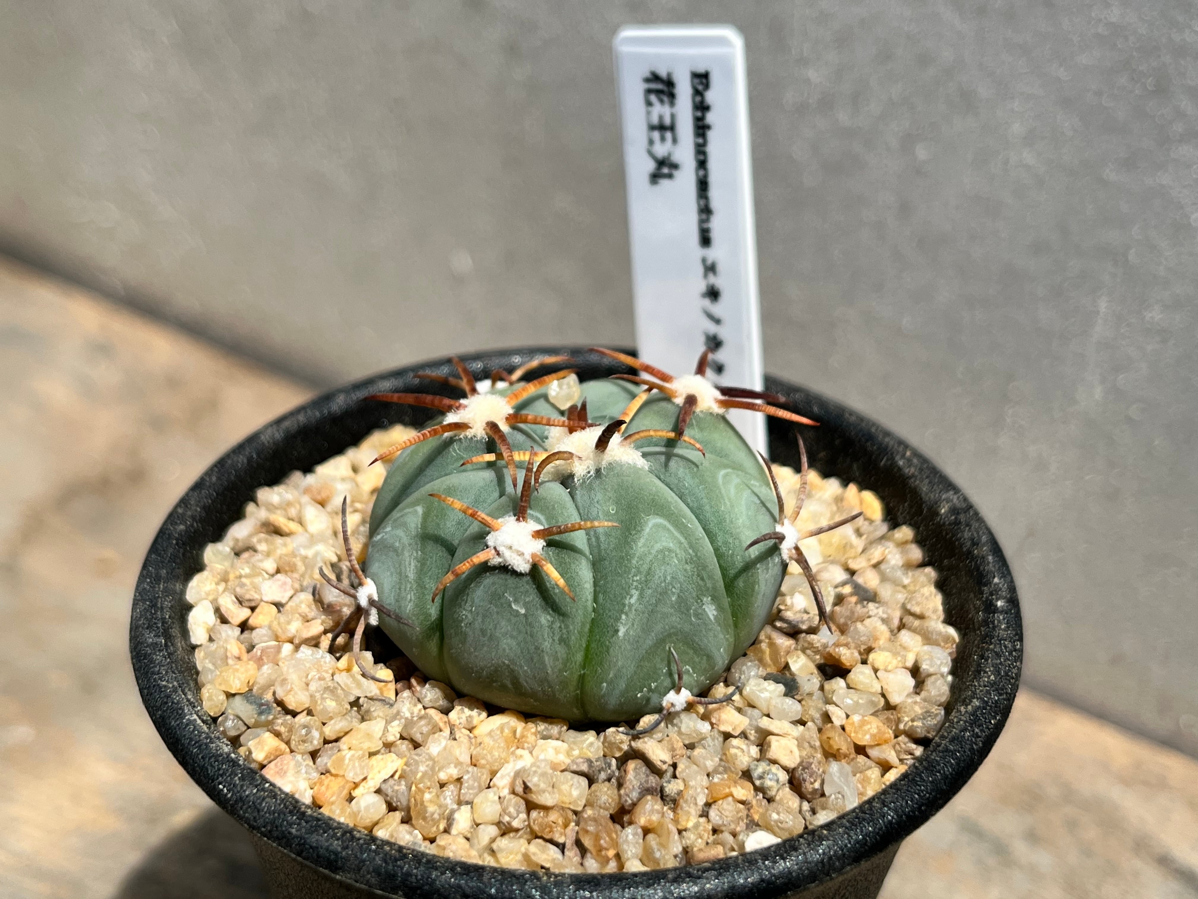 Echinocactus horizonthalonius エキノカクタス 花王丸 サボテン | PAY ID