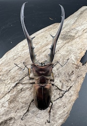 【WD】《メタリフェルホソアカ亜種finae 87mm ペア》