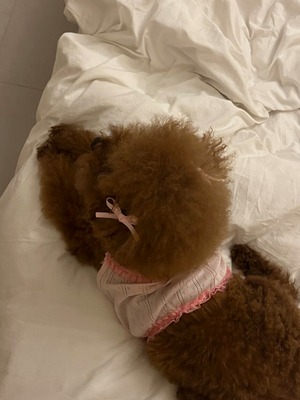 予約【pecoramou select】pretty home wear