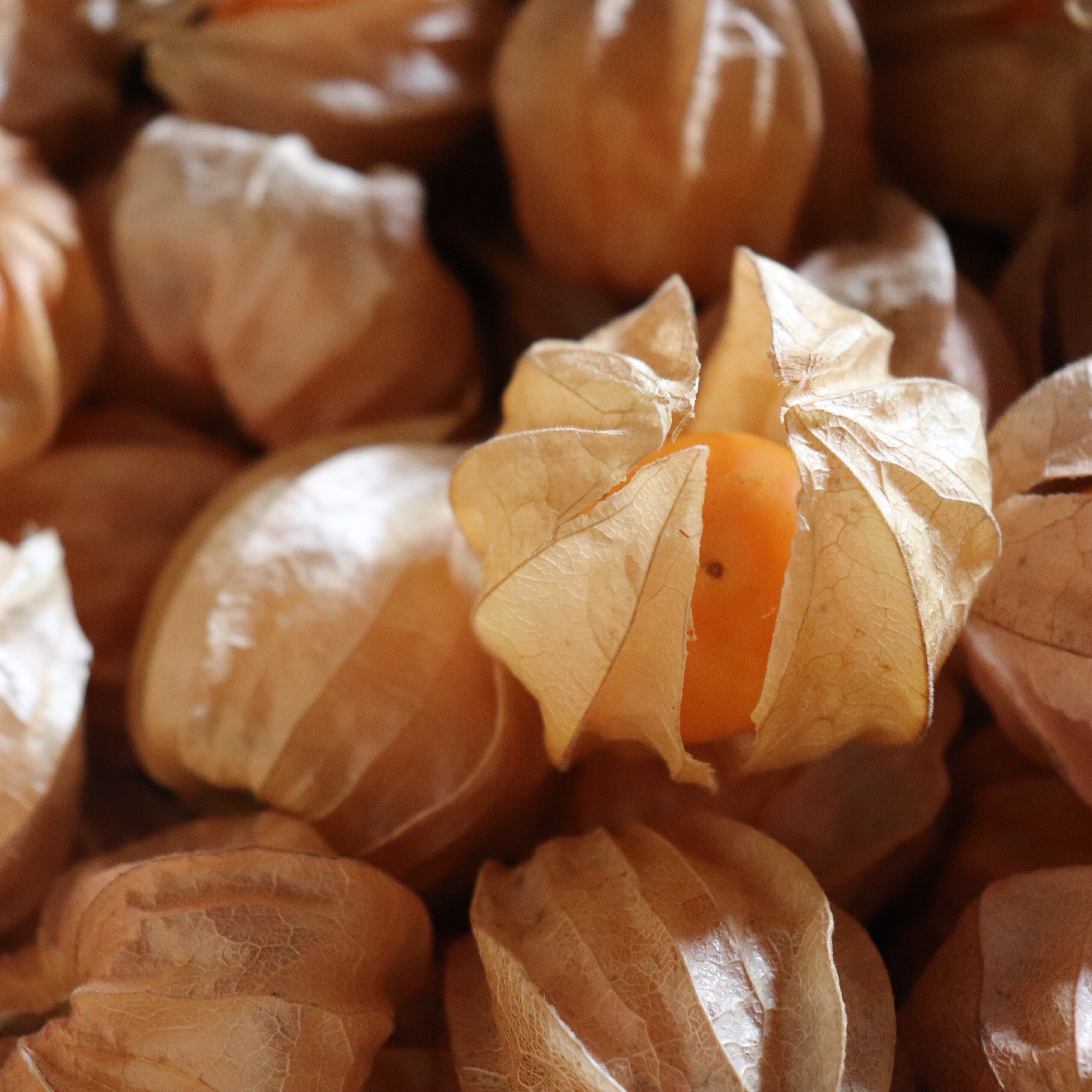 オレンジチェリージュース 有機ほおずき Kinoshizuku