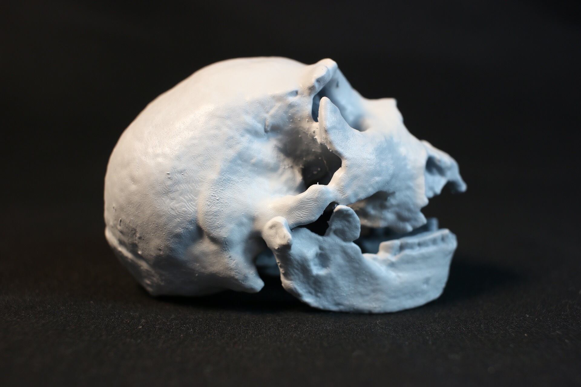 ホモ·ハイデルベルゲンシス頭骨模型 ホモ·ハイデルベルゲンシス頭骨