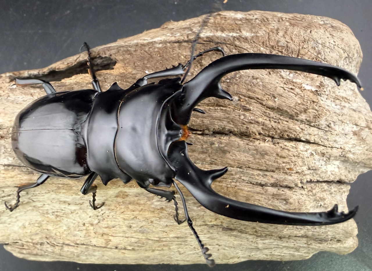 【WD】《インターメディアツヤクワガタ ネグロス島産 100mm ペア》