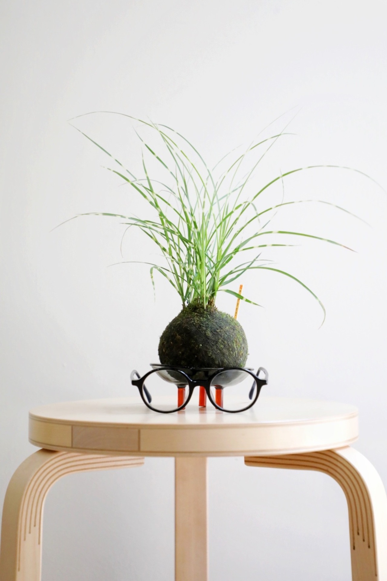【S】ヤハズススキ 苔玉