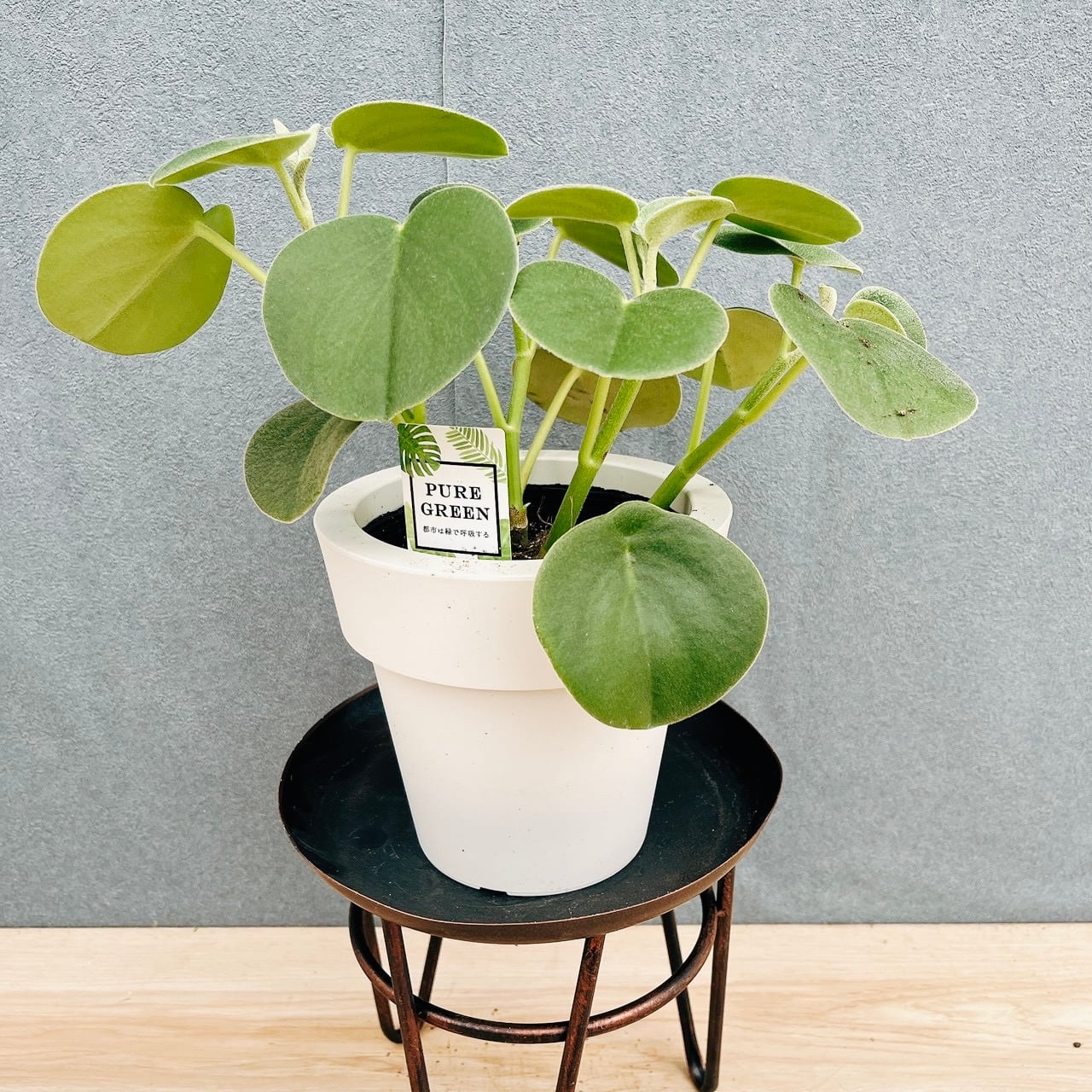 現品］23番 フィカス アルテシマ 8号 観葉植物 室内 大型 特大 ゴムの