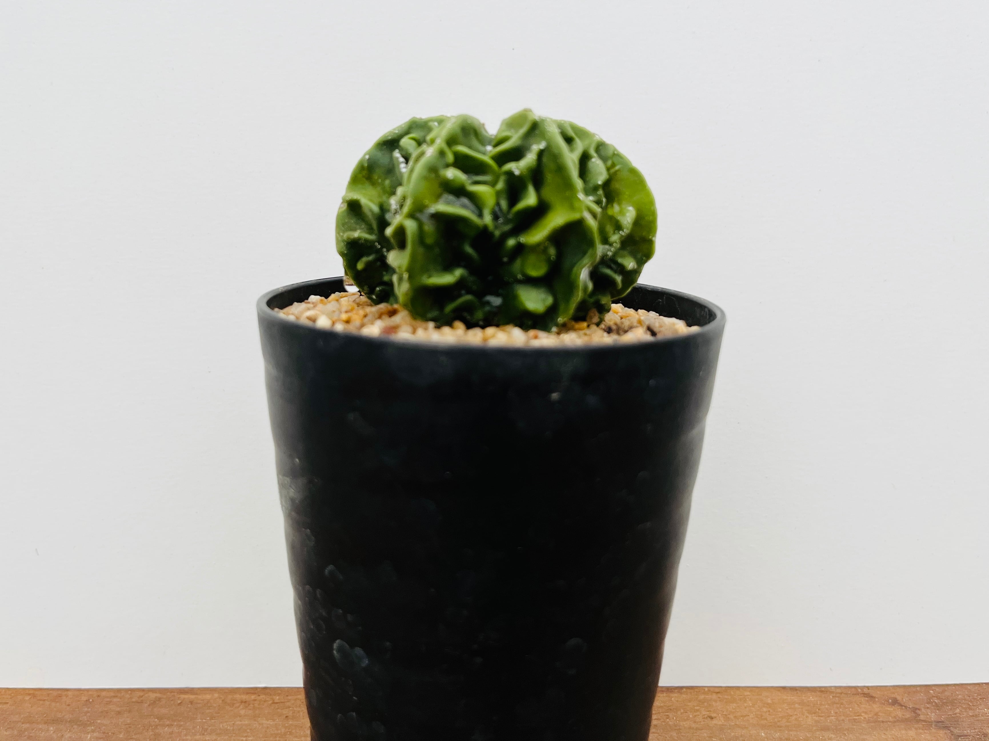 Astrophytum myriostigma アストロフィツム 複隆ランポー 複隆鸞鳳玉