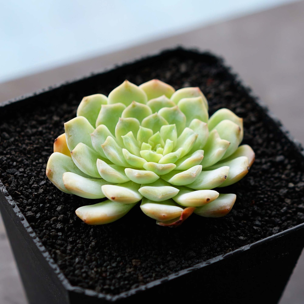 抜き苗 アパリション Echeveria 'Apparition'