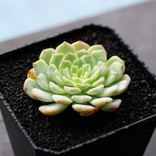 抜き苗 アパリション Echeveria 'Apparition'