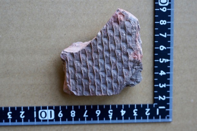 鱗木　Lepidodendoiron sp.