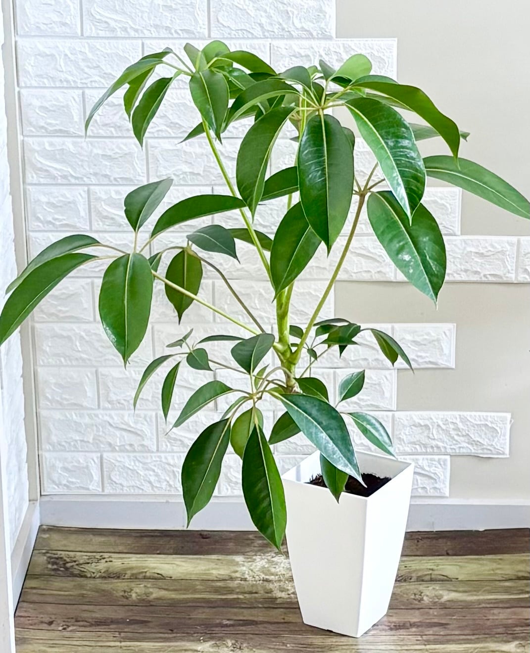 現品】ツピタンサス シェフレラ・ピュックレリ 7号鉢 観葉植物 | 観葉