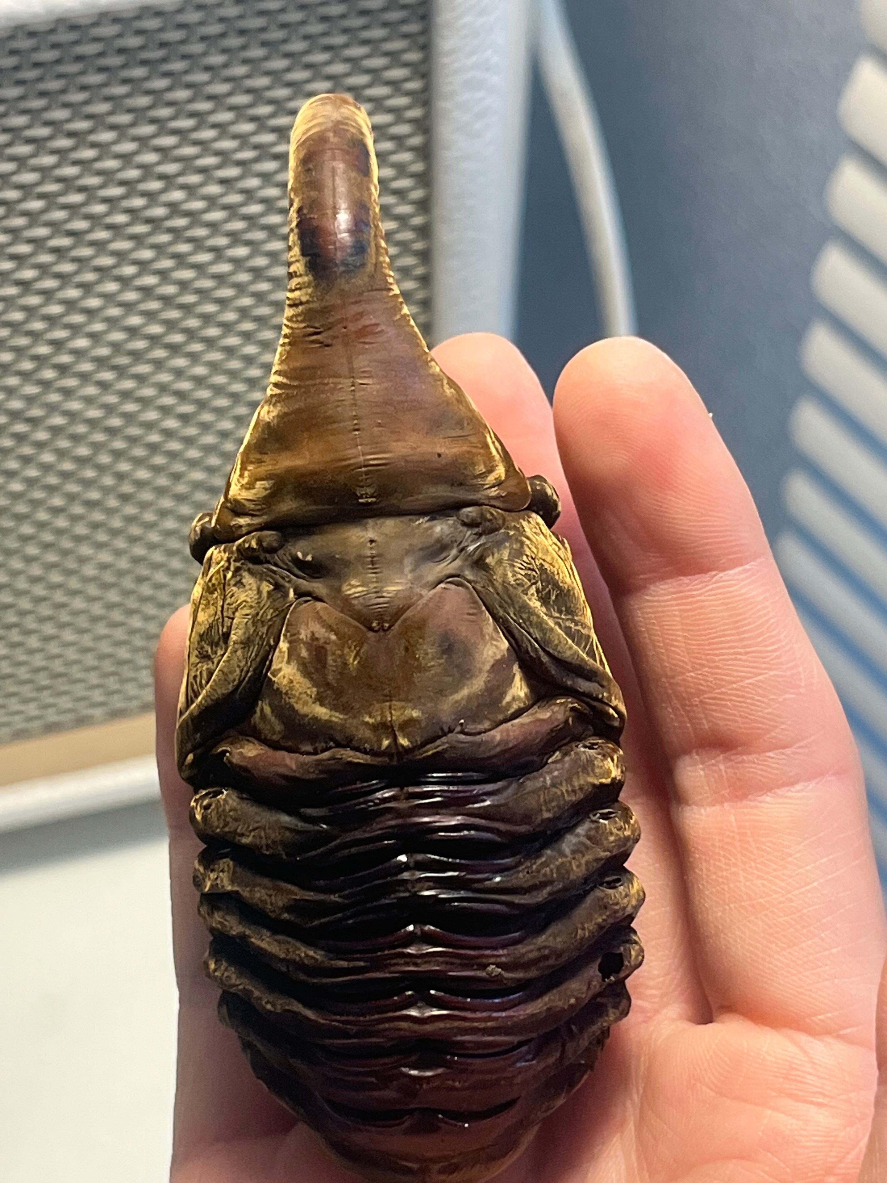 蛹標本】サタンオオカブト カブトムシクワガタヘラクレスオオカブト