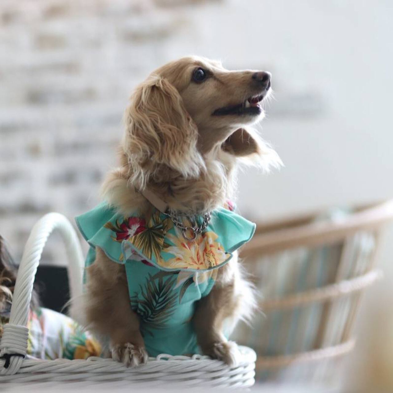 ムームー | カニンヘンダックスとミニチュアダックス専門のお洋服web