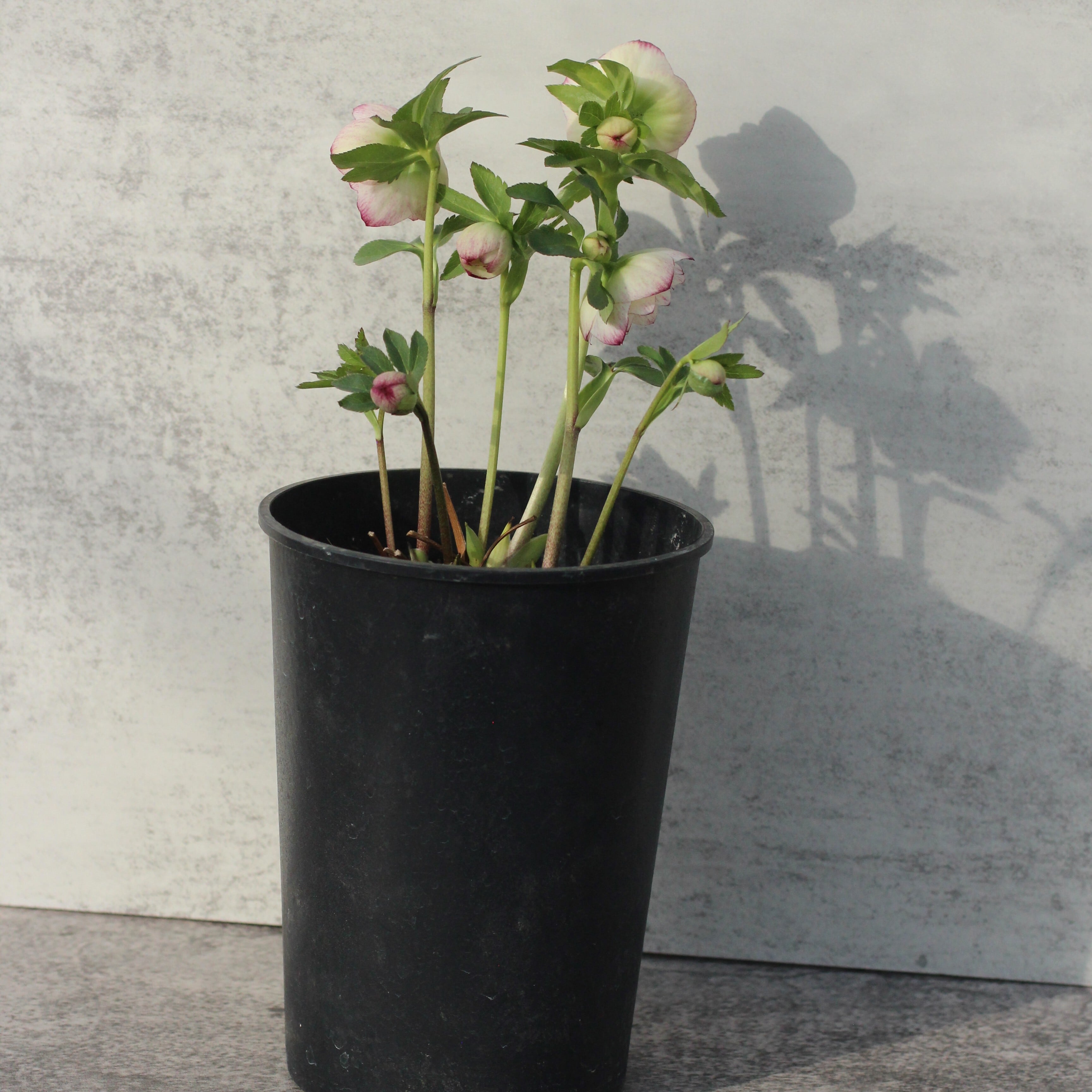 WS26-080 クリスマスローズ ウィンターシンフォニー 小輪系ピコティ