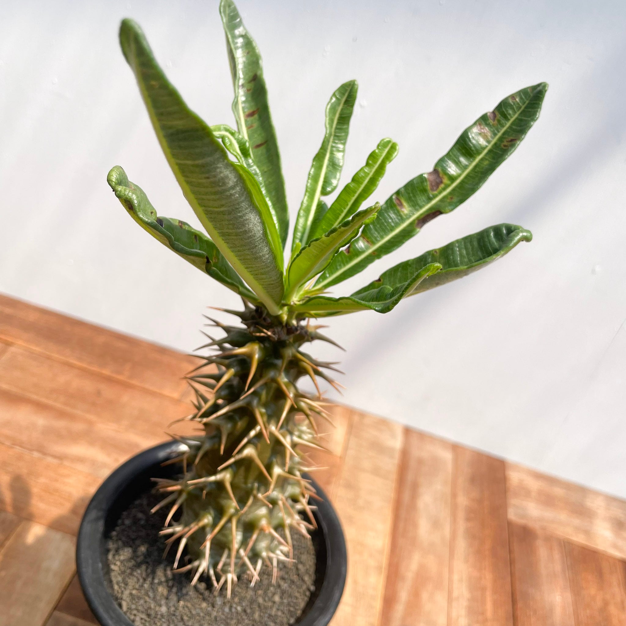 パキポディウム アンボンゲンセ 実生 海外実生のアンボンゲンセ🪴 日本実生とはサイズが全然違う