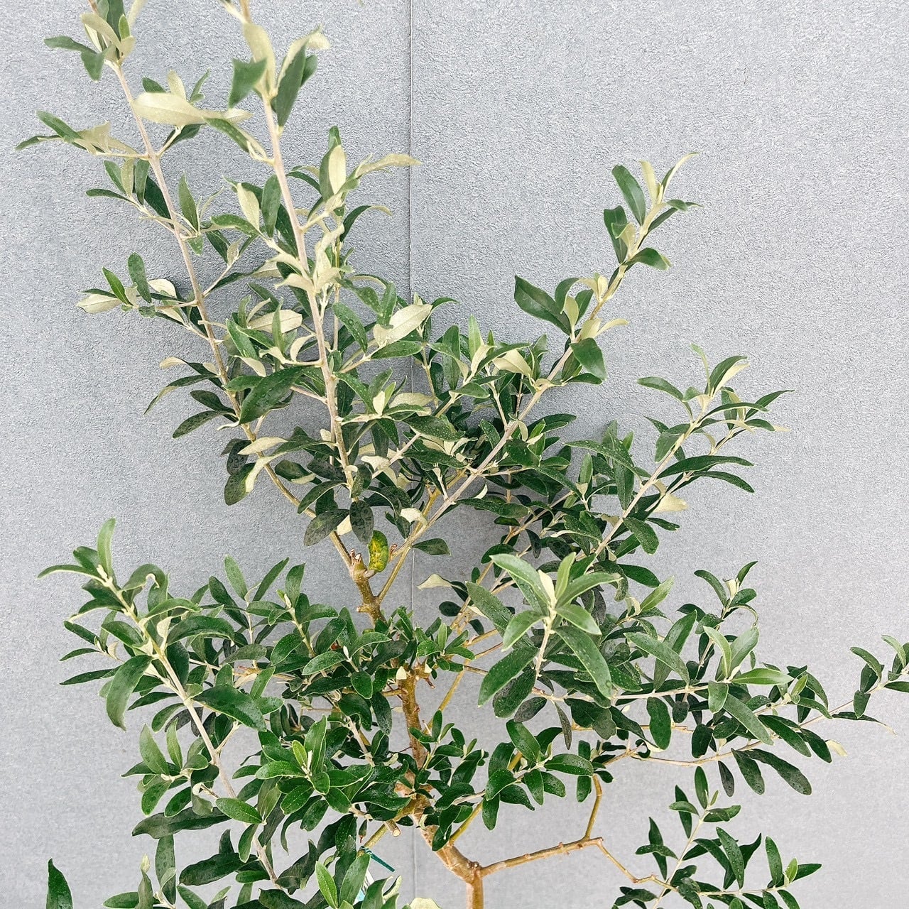 現品］【希少】21番 オリーブ アスコラーナ 8号 観葉植物 レア
