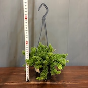 【新着3日限定10%OFF】リプサリス メセンブリアンテモイデス【1021】