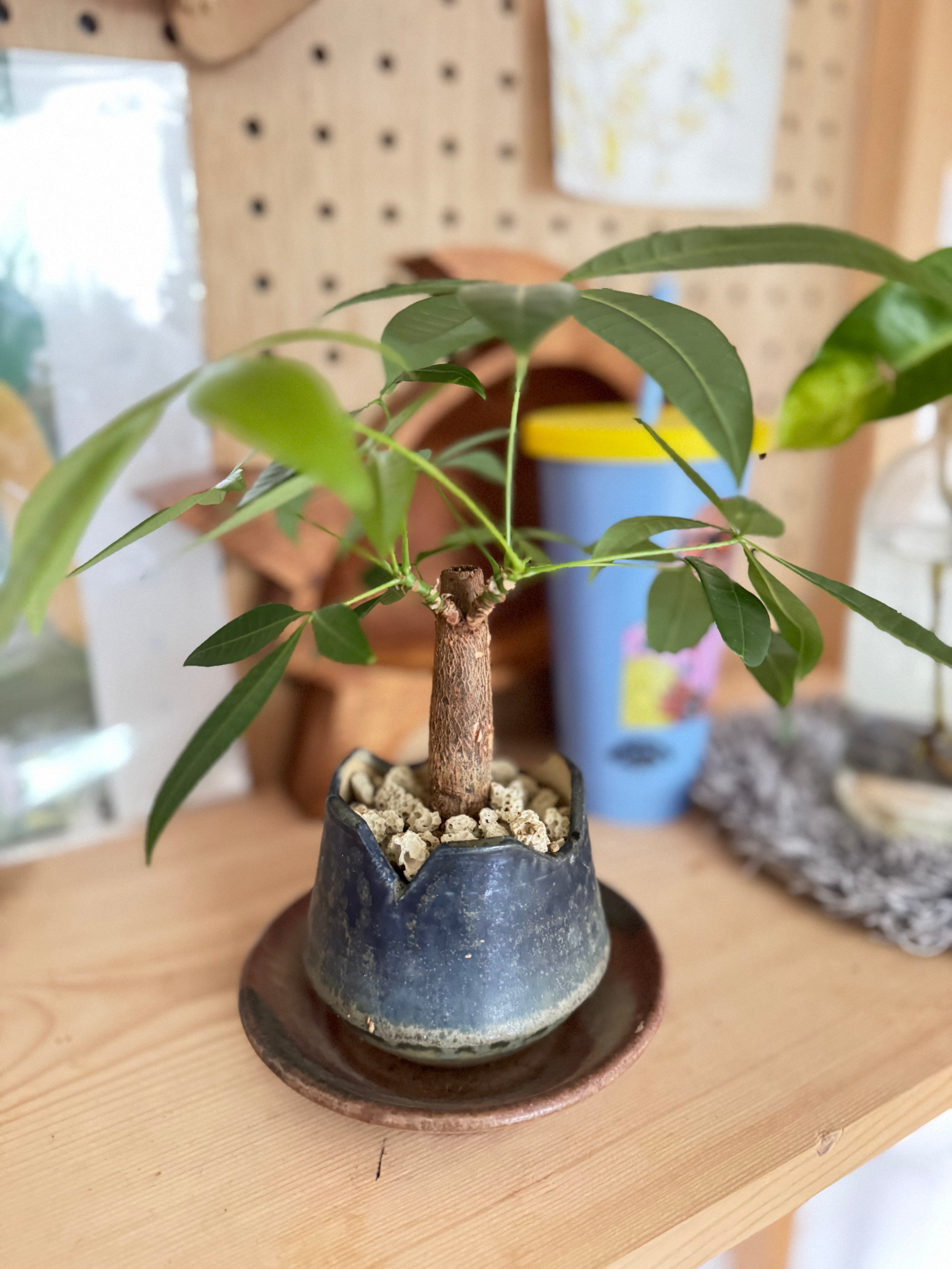 置くだけ、敷くだけ】虫を寄せにくいサンゴ風鉢底石3L | くるみどり